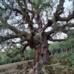 ruta zufreiros del frade