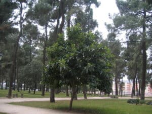 parque del temple