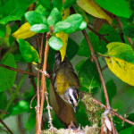 portada jornadas verano anillo verde