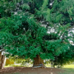 tejo milenario san cristobal