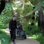 Incorporación de nuevos helechos arborescentes 2