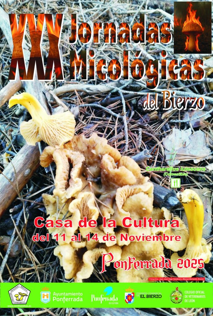 xxx jornadas micologicas del bierzo 1 cartel