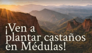 Plantación colaborativa de castaños en Las Médulas