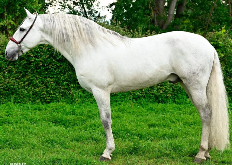 Feria del Caballo en Camponaraya 2026